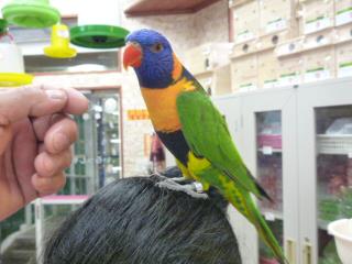 IN-1874　アカエリゴシキセイガイインコ2歳