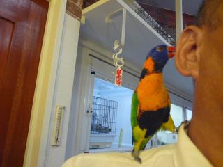 IN-1874　アカエリゴシキセイガイインコ2歳