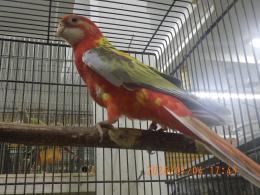 IN-4506　ナナクサインコ・シナモンレッド　メス26年生の若