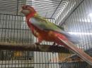 IN-4506　ナナクサインコ・シナモンレッド　メス26年生の若
