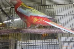 IN-4506　ナナクサインコ・シナモンレッド　メス26年生の若
