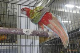 IN-4506　ナナクサインコ・シナモンレッド　メス26年生の若