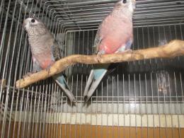 In 3448 アキクサインコ ノーマル 2羽で キットウココ ペット部 In 3448 アキクサインコ ノーマル 2羽で キットウココ ペット部
