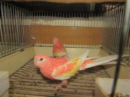 In 3450 アキクサインコ ルビノー 2羽で キットウココ ペット部 In 3450 アキクサインコ ルビノー 2羽で キットウココ ペット部