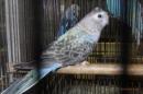 IN-4507　アキクサインコ・ブルーのメス　?