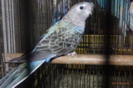 IN-4507　アキクサインコ・ブルーのメス　?