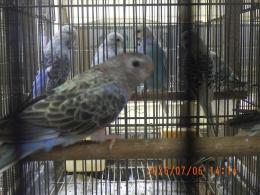 IN-4507　アキクサインコ・ブルーのメス　?