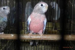 IN-4508　アキクサインコ・ローズのメス