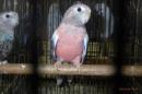IN-4508　アキクサインコ・ローズのメス