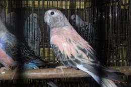 IN-4508　アキクサインコ・ローズのメス