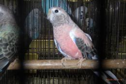 IN-4508　アキクサインコ・ローズのメス