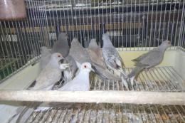 KOT-2872　薄雪鳩・パステル系の個体色々
