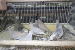 KOT-2872　薄雪鳩・パステル系の個体色々