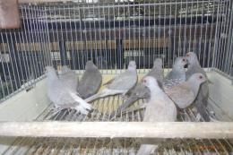 KOT-2872　薄雪鳩・パステル系の個体色々