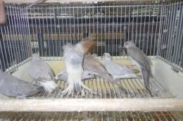 KOT-2872　薄雪鳩・パステル系の個体色々