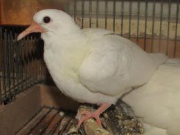 ギンバト | 動物図鑑 | ZFC.jp