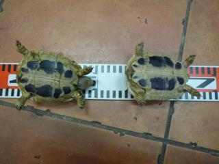りくがめ 1200px-Testudo_graeca.jpg