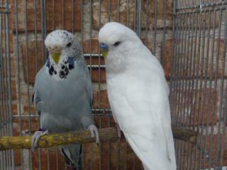 In 1878 ジャンボセキセイインコ 若雄雌で キットウココ ペット部