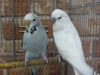 IN-1878 ジャンボセキセイインコ 若雄雌で | キットウココ ペット部