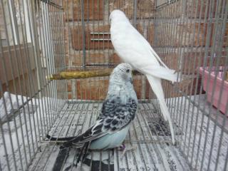 セキセイインコ IN-1878 ジャンボセキセイインコ 若雄雌で | キットウココ ペット部