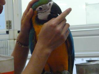 IN-1873BII舎　ルリコンゴウインコの雛