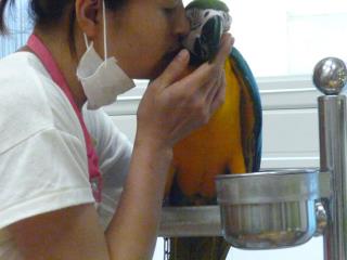 IN-1873BII舎　ルリコンゴウインコの雛