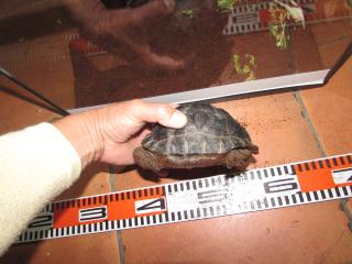 KI-295 海外CBアルダブラゾウガメ(KI-315に転記更新しました