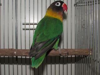 IN-2309 キエリクロボタンインコ 若雌 | キットウココ ペット部