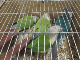 IN-3358　ウロコインコ・メス　18年19年生