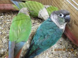 IN-3358　ウロコインコ・メス　18年19年生