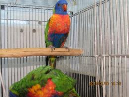 IN-3359　更新ココ作ゴシキセイガイインコ　一人餌