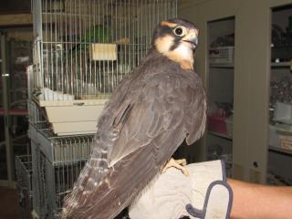 チゴハヤブサ 飼育 鳴き声