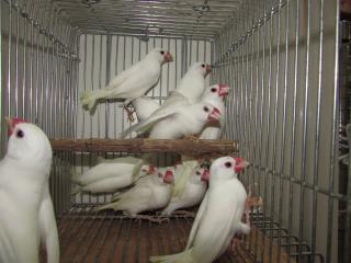 白文鳥の家族 お子様文鳥たち3