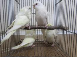 In 3459 羽衣セキセイインコ 若 雄雌で キットウココ ペット部 In 3459 羽衣セキセイインコ 若 雄雌で キットウココ ペット部