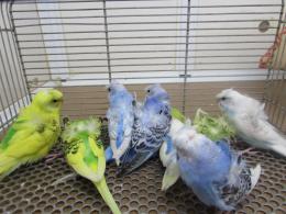 せきせいいんこ IN-3460 羽衣セキセイインコ・若 雄雌で | キットウココ ペット部
