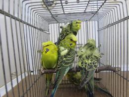 セキセイインコ　a⑥ リアルサイズセキセイインコ | TinyBooBoo