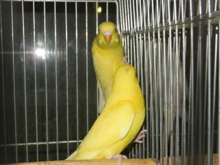 In 1480 セキセイインコのルチノー若雄雌で キットウココ ペット部 In 1480 セキセイインコのルチノー若雄雌で キットウココ ペット部