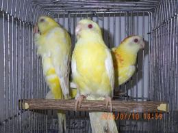 IN-4137　ビセイインコ・ルチノー　1羽の価格
