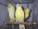 IN-4137　ビセイインコ・ルチノー　1羽の価格