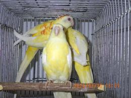 IN-4137　ビセイインコ・ルチノー　1羽の価格