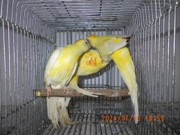 IN-4137　ビセイインコ・ルチノー　1羽の価格