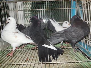 キットウココ ペット部 商品詳細 Ht 512 管理不行き届きの雑種鳩 キットウココ ペット部 商品詳細 Ht 512 管理不行き届きの雑種鳩