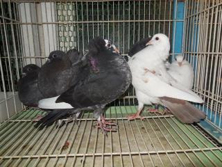 HT-512 管理不行き届きの雑種鳩 | キットウココ ペット部