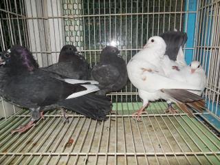 HT-512 管理不行き届きの雑種鳩 | キットウココ ペット部