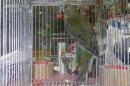 IN-4509　ノーマルビセイインコのメス　若3月生