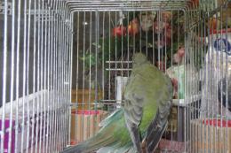 IN-4509　ノーマルビセイインコのメス　若3月生