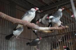KOT-2345 桜・パイド文鳥 若 残り♀のみ貴重 | キットウココ ペット部