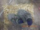 IN-4313　ゴシキセイガイインコ・雛