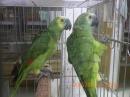 IN-4314　アオボウシインコのペアで