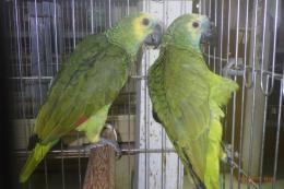 IN-4314　アオボウシインコのペアで